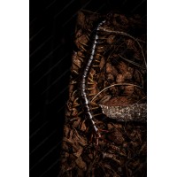 Escolopendra Gigante Asiática 